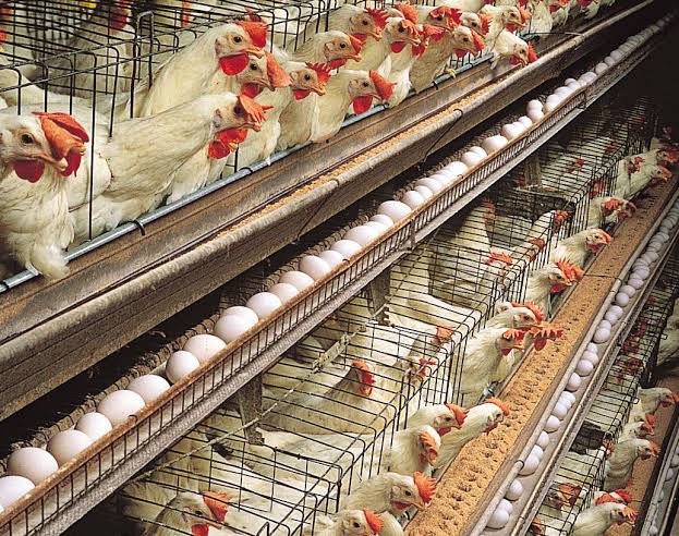 Poultry Business plan in Nigeria