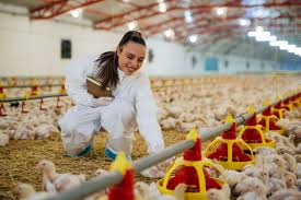 Poultry Business plan in Nigeria 2023