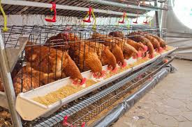 Poultry Business plan in Nigeria